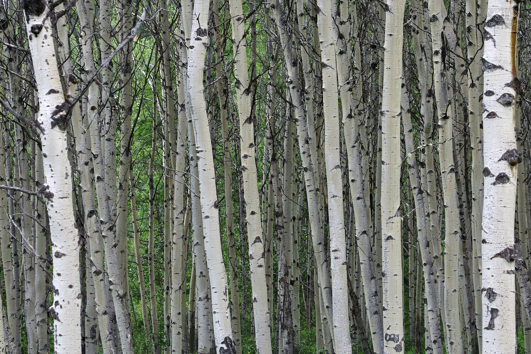 Jasper NP - Patricia Lake - Birch trees  Stefan Cruysberghs